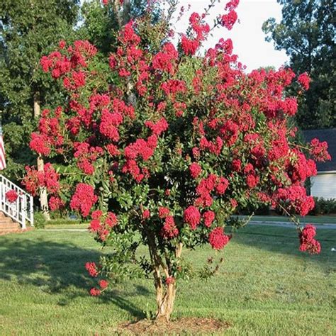 Crape Myrtle Tree Seeds (Lagerstroemia indica) 50+Seeds