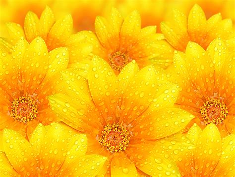 Download Raindrops Nature Flower 4k Ultra HD Wallpaper