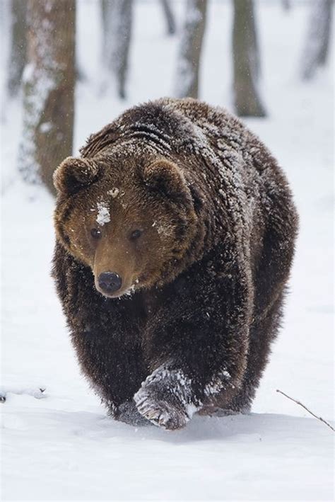 154 best images about Bears, bears, bears on Pinterest | New bern ...