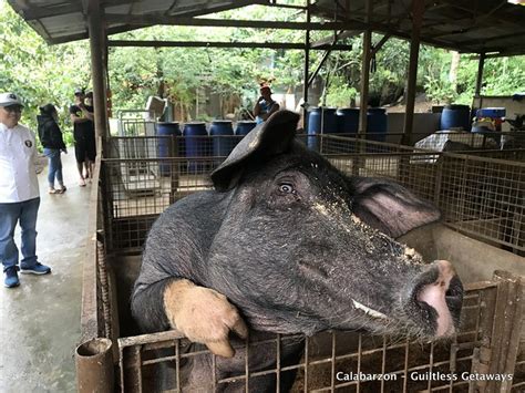 Guiltless Getaways: Hog Raising Sneak Peek at Teofely Nature Farms and ...