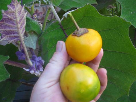 Naranjilla - Solanum quitoense