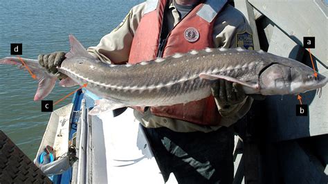 CA Marine Species Portal