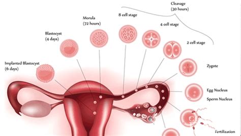 Pengertian Fertilisasi Pembuahan Proses Fungsi Dan Jenis Kuis Sekolah - Riset