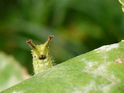 Japanese Emperor Caterpillar: What's Not to Love With a Face Like This :3 | Featured Creature