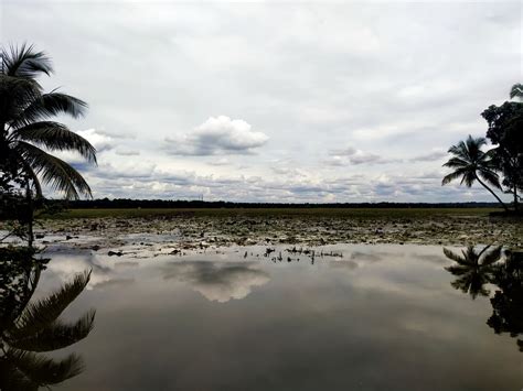 Kumarakom Bird Sanctuary - Take a look at the Siberian Crane!