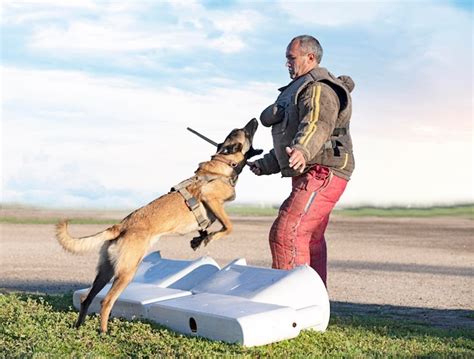 Premium Photo | Training of belgian shepherd