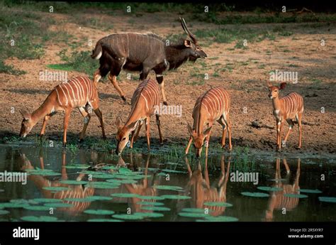 Nyalas, Mkuzi Game Reserve, South Africa (Tragelaphus angasi Stock Photo - Alamy