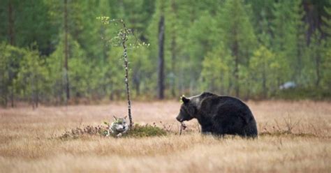 This Photographer's Images Of A Wolf And Bear's Incredible Friendship ...