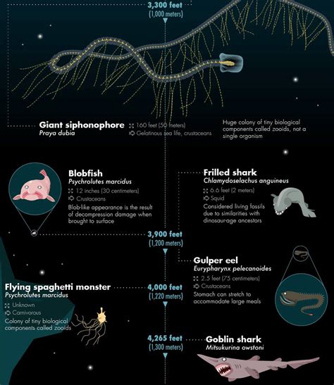 Deep Sea Creatures Chart