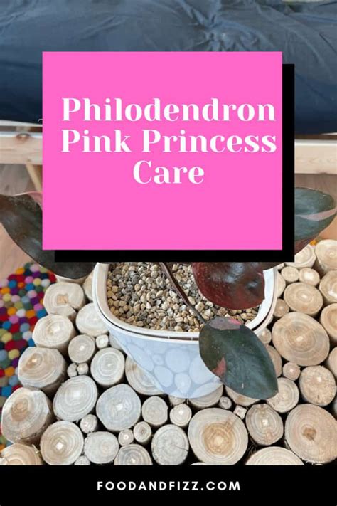 Philodendron Pink Princess #1 Best Care Hacks