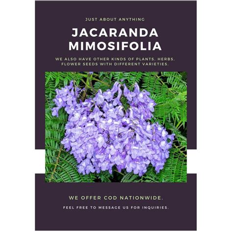 Jacaranda Seeds for Planting (4 seeds) | Shopee Philippines