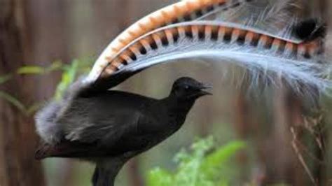 Amazing Bird Sounds From The Lyrebird Mimics Voices Native Sounds As ...