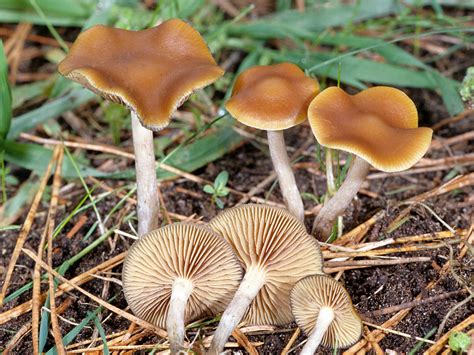 California Fungi: Psilocybe cyanescens