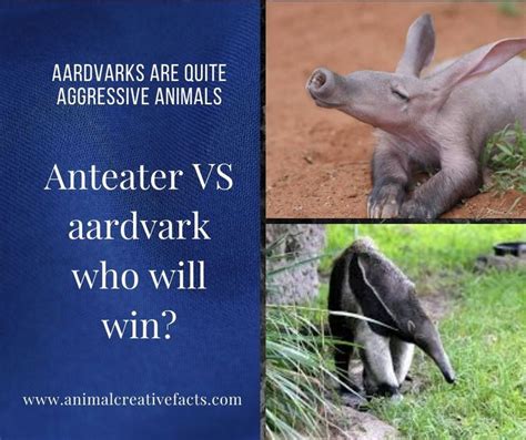 Aardvark vs Anteater in 2020 | Anteater, Aggressive animals, Aardvark