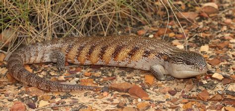 Eastern Blue-tongue Lizard - The Australian Museum