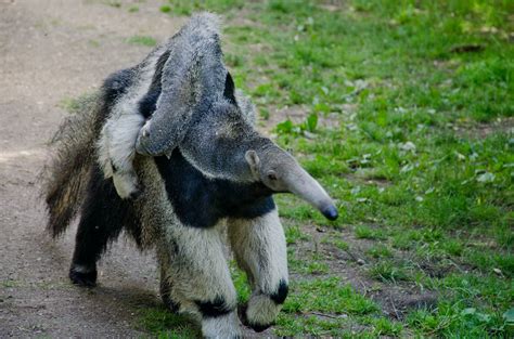 Anteater Wallpaper - WallpaperSafari