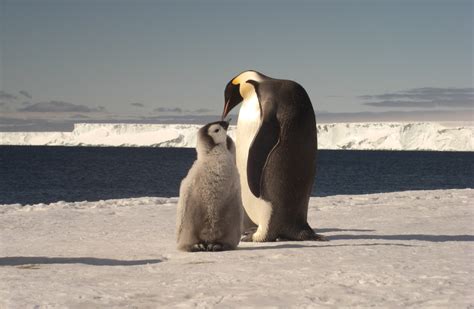 Download Animal Emperor Penguin HD Wallpaper