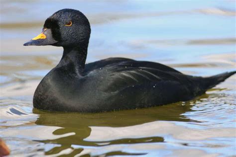 Common Scoter - British Waterfowl Association