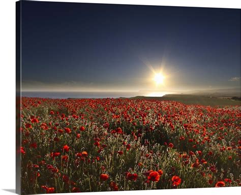 Poppies field Wall Art, Canvas Prints, Framed Prints, Wall Peels ...