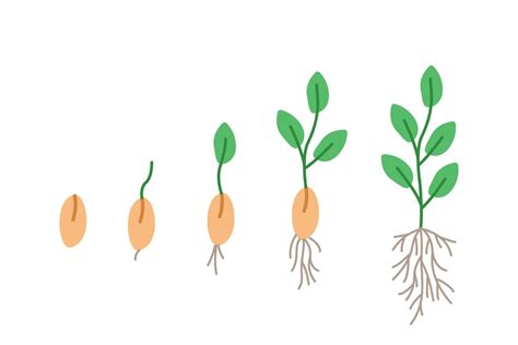 Stages of seed germination, vector illustration of gardening seedlings, doodle style. 7900856 ...