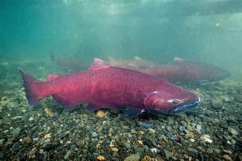 700 winter-run Chinook salmon return to Battle Creek – Red Bluff Daily News