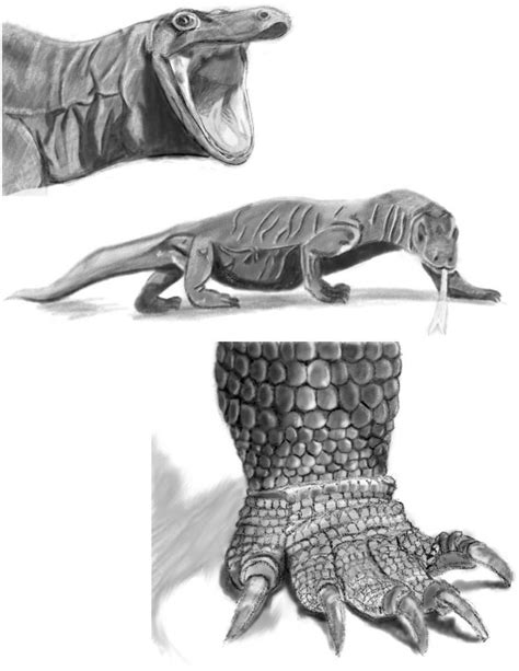 Komodo Dragon Study by Lochnxss on DeviantArt