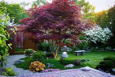 Bloodgood Japanese Maple Tree - Exqisite Color And Beauty Year-Round — PlantingTree™ #rust ...