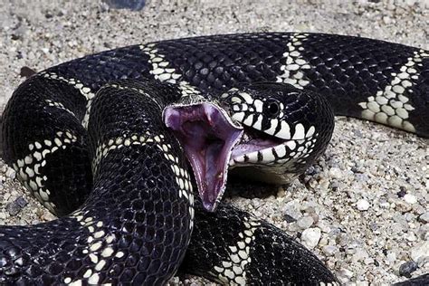 Kingsnake Vs Rattlesnake