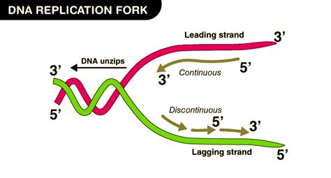 DNA Replication Process - Machinery and Enzymes Explained