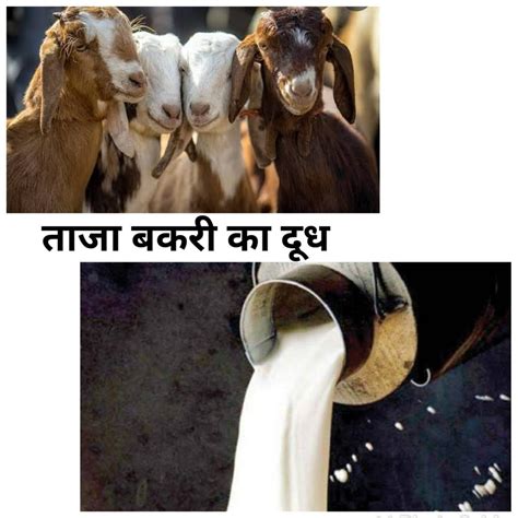 Goat Milk in Mumbai, गोट मिल्क, मुंबई, Maharashtra | Get Latest Price from Suppliers of Goat ...