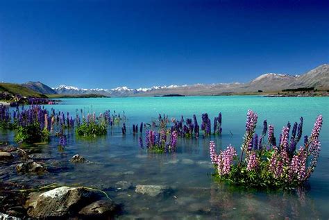 Camping in Lake Tekapo: 5 Stunning Places to Explore While Camping