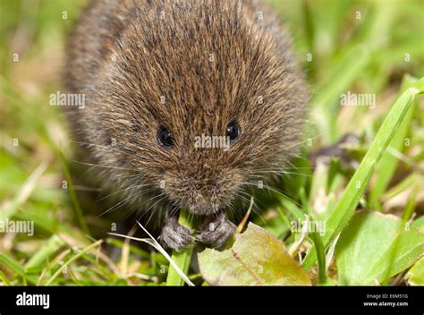 Field vole microtus agrestis feeding hi-res stock photography and ...