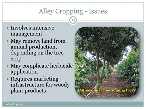 PPT - Alley Cropping PowerPoint Presentation, free download - ID:6898684