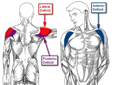 Lateral Deltoid: Functional Anatomy Guide • Bodybuilding Wizard