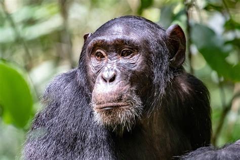 Chimpanzee Africa Primate - Free photo on Pixabay