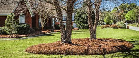 Pine Straw Vs Mulch: Which Is The Best Ground Cover For Your Garden? - [Updated October 2024 ]