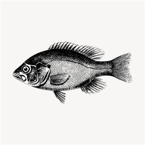 Fish clipart, vintage sea animal | Free Vector - rawpixel