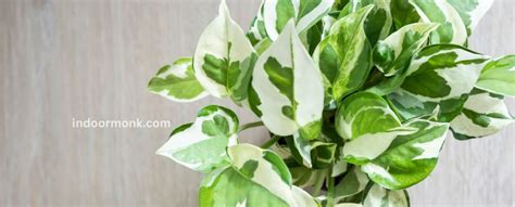 Ultimate Guide To Variegated Pothos Plants - Indoor Monk