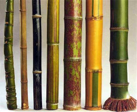 There are 1575 identified species of bamboo! Some resemble grass and some resemble trees, but ...