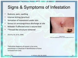 Myiasis: Nursing Intervention | PPT