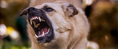 Rage Syndrome in Dogs | Dog Training Blog