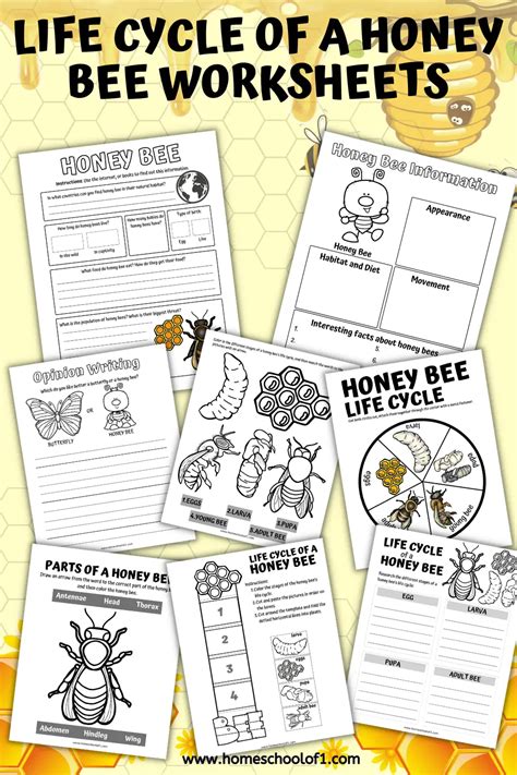 Life Cycle of a Bee Worksheet (8 free printables)