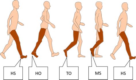 Human Gait Cycle Analysis Using Kinect V Sensor In Pollack Periodica ...