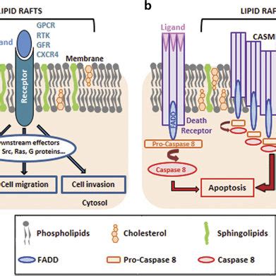 Lipid rafts as platforms for cell signaling. (a) Lipid rafts are formed ...