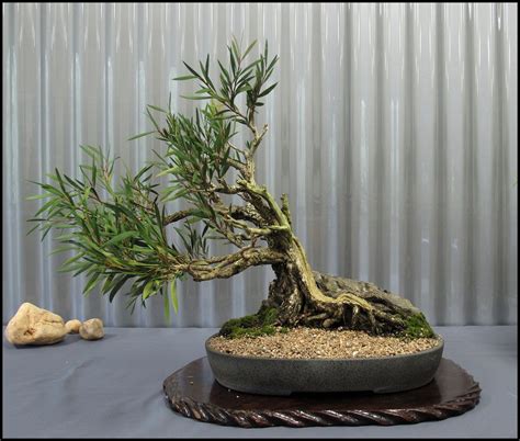 How To Care For Indoor Bonsai Trees - Bonsai Tree Gardener