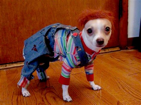 Fun Dogs in Halloween Costumes