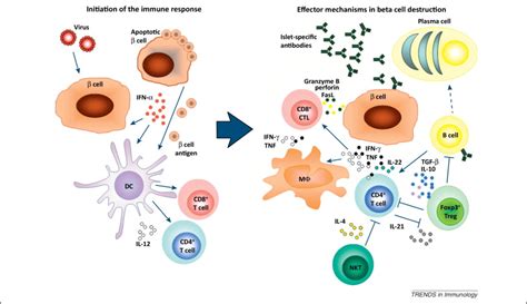 Immune mechanisms in type 1 diabetes: Trends in Immunology