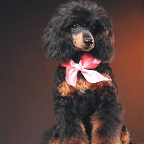 Phantom Poodle - Breed Profile, Description & Information