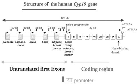 Schematic presentation of the human aromatase gene modified from... | Download Scientific Diagram