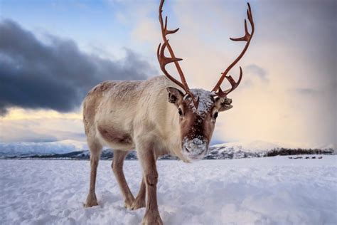 Reindeer use ultraviolet vision to find food in the winter • Earth.com